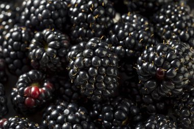 Bir kase çiğ siyah organik böğürtlen