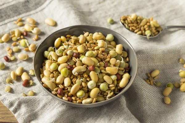 Legumes Feijões Germinados Brutos Sortidos Uma Tigela — Fotografia de Stock