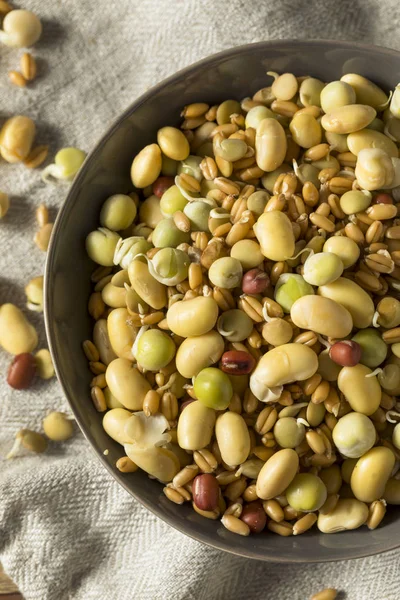 Assorted Raw Sprouted Beans Legumes in a Bowl