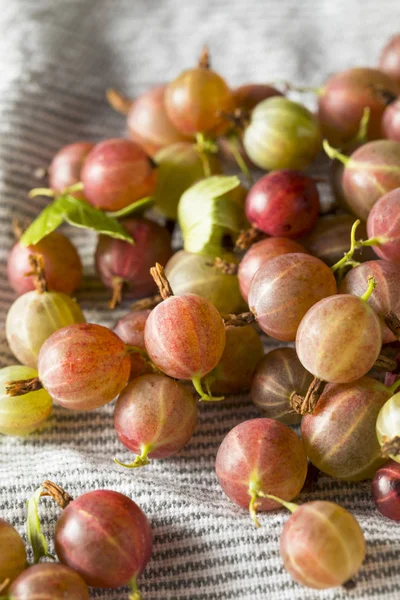 Raw Purple Organic Gooseberries Ready Eat — Stock Photo, Image