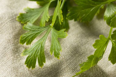 Organik düz yaprak maydanoz bir grup