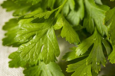 Organik düz yaprak maydanoz bir grup