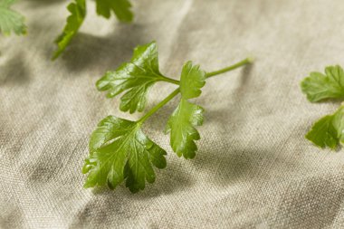 Organik düz yaprak maydanoz bir grup