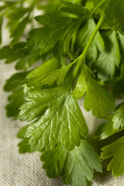 Organic Flat Leaf Italian Parsley Într Grămadă — Fotografie, imagine de stoc