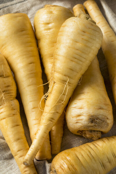 Raw Organic Brown Parnsip Roots Ready to Cook