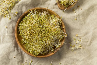 Ham yeşil organik yonca yonca filizi sağlık için