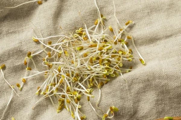 Brotes Alfalfa Trébol Orgánico Verde Crudo Para Salud —  Fotos de Stock