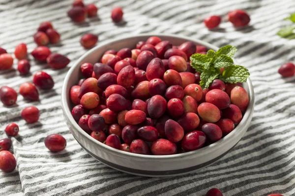 Aşçı Ile Çiğ Kırmızı Organik Cranberries Hazır — Stok fotoğraf