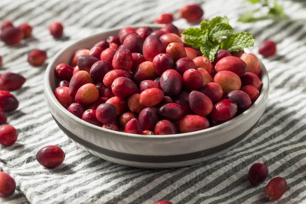 Aşçı Ile Çiğ Kırmızı Organik Cranberries Hazır — Stok fotoğraf