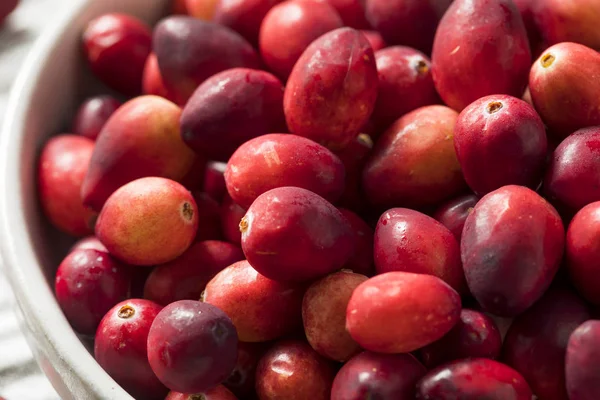 Aşçı Ile Çiğ Kırmızı Organik Cranberries Hazır — Stok fotoğraf