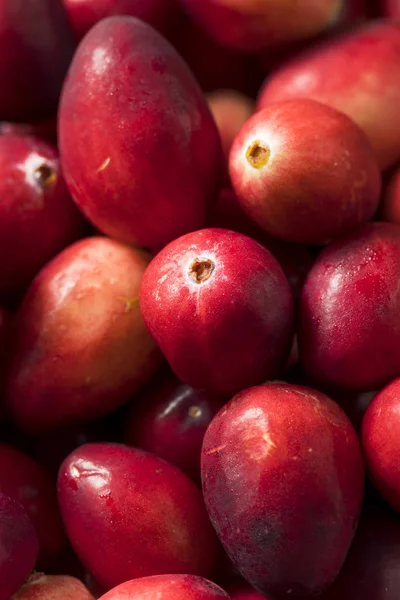 Aşçı Ile Çiğ Kırmızı Organik Cranberries Hazır — Stok fotoğraf