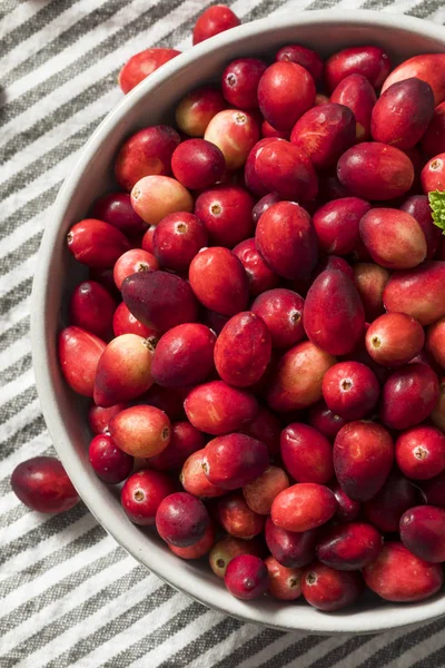 Aşçı Ile Çiğ Kırmızı Organik Cranberries Hazır — Stok fotoğraf