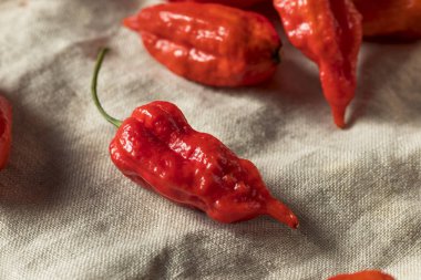 Ham organik baharatlı Bhut Jolokia hayalet Cook hazır biber