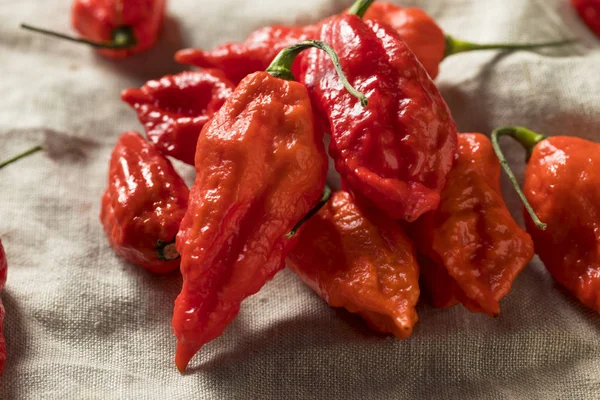 Raw Organic Spicy Bhut Jolokia Ghost Peppers Siap Untuk Memasak — Stok Foto