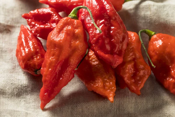 Raw Organic Spicy Bhut Jolokia Ghost Peppers Siap Untuk Memasak — Stok Foto