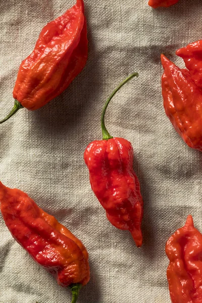 Raw Organic Spicy Bhut Jolokia Ghost Peppers Siap Untuk Memasak — Stok Foto