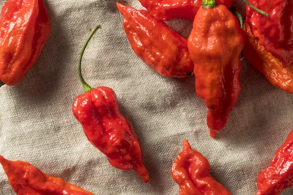 Raw Organic Spicy Bhut Jolokia Ghost Peppers Siap Untuk Memasak — Stok Foto