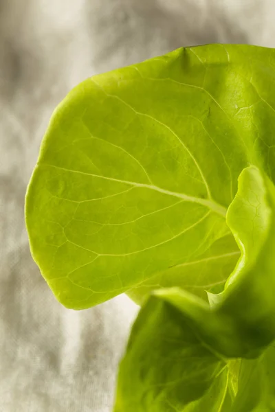 Lechuga Mantequilla Orgánica Verde Cruda Lista Para Comer — Foto de Stock