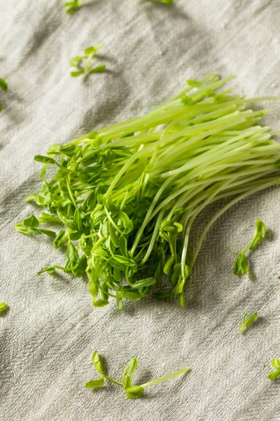 Raw Green Organic Snap Pea Shoots Ready Eat — Stock Photo, Image