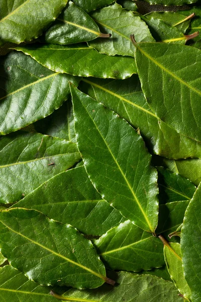 Raw Green Organic Bay Leaves — Stock Photo, Image