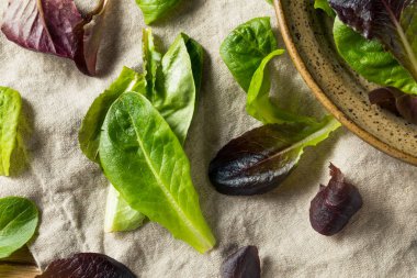 Ham yeşil organik bebek marul