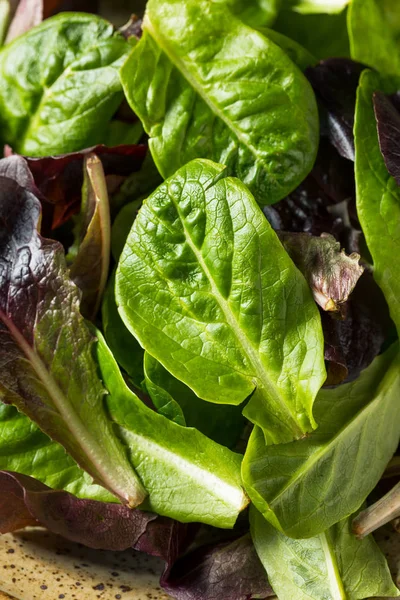 Nyers zöld szerves Baby római saláta — Stock Fotó