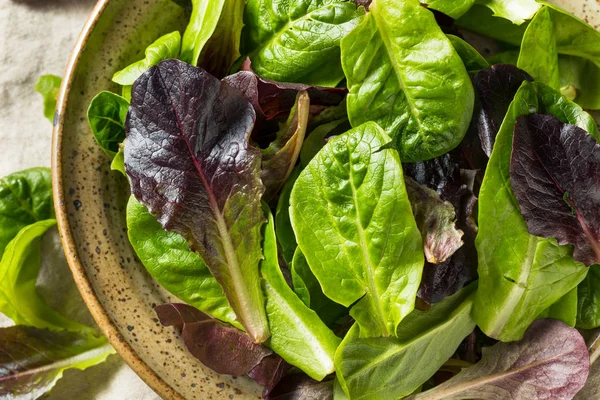 Raw Green Organic Baby Romaine Lettuce — Fotografie, imagine de stoc