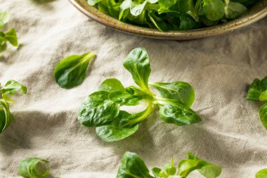 Ham yeşil organik Mache rozet