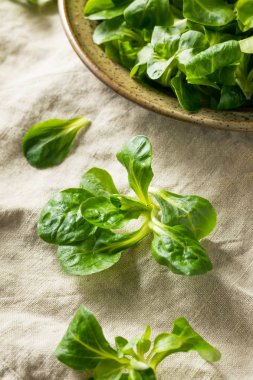 Ham yeşil organik Mache rozet