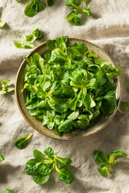 Ham yeşil organik Mache rozet