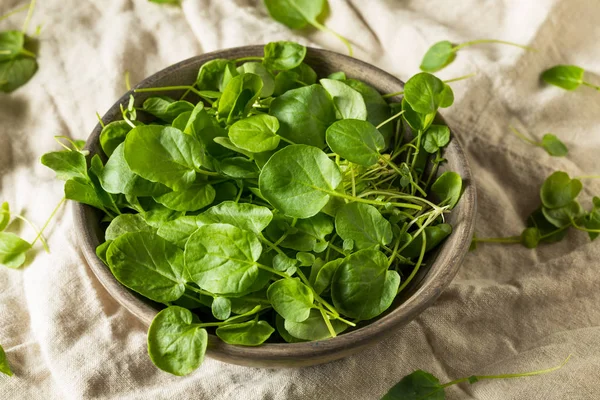 Raw Green Organic Living Cress — Stock Photo, Image