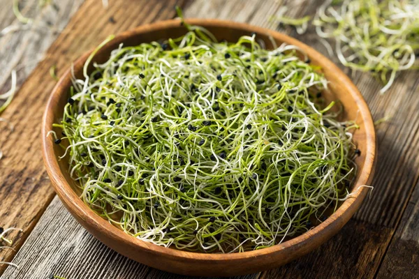 Raw Green Organic Onion Sprouts — Stock Photo, Image