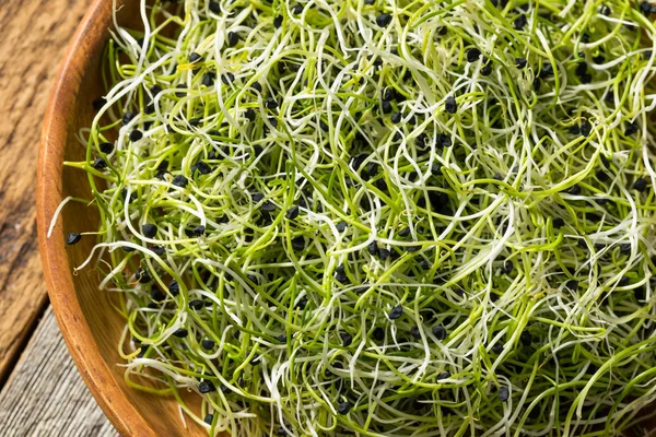 Surowe zielone kiełków cebuli organicznej — Zdjęcie stockowe