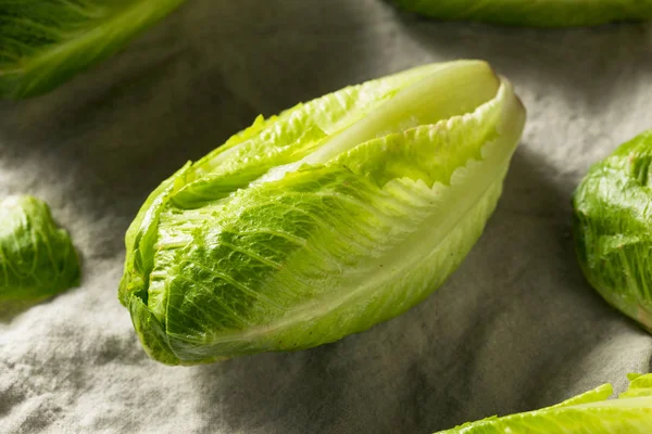 Ekologisk frisk grön romansallad — Stockfoto