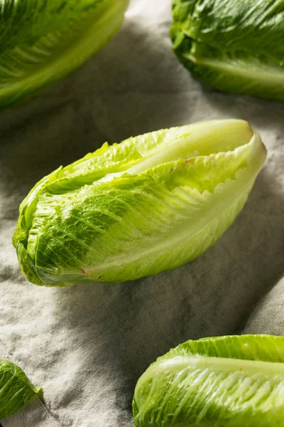 Lattuga verde sana biologica di Romaine — Foto Stock