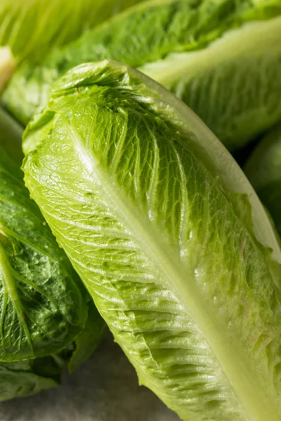 Organic Healthy Green Romaine Lettuce — Stock Photo, Image