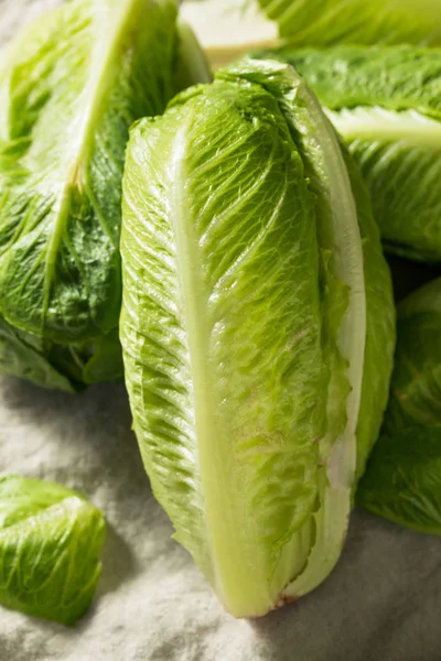 Lechuga Romaine verde sana orgánica —  Fotos de Stock