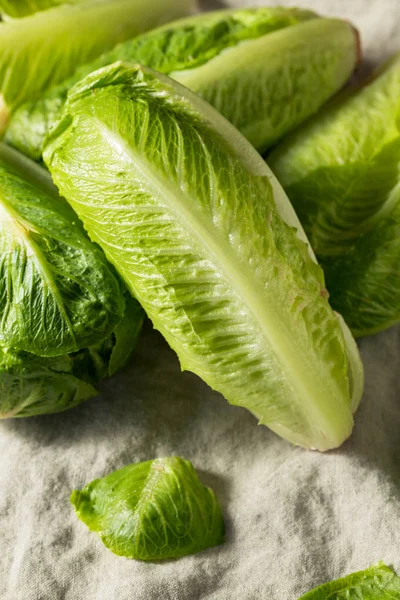 Lechuga Romaine verde sana orgánica —  Fotos de Stock