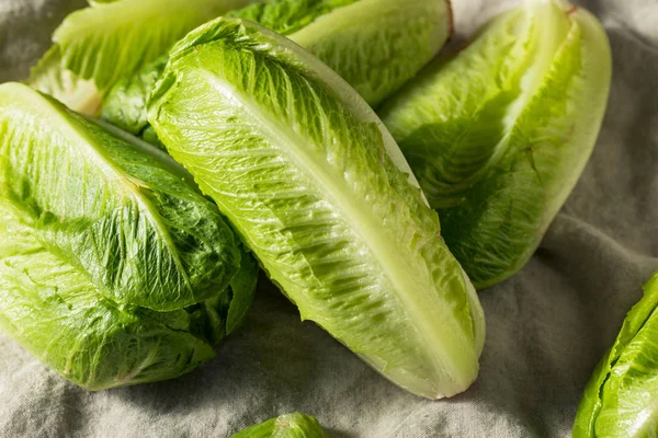 Lattuga verde sana biologica di Romaine — Foto Stock