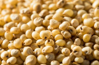 Çiğ Organik Sorgum Tahıl