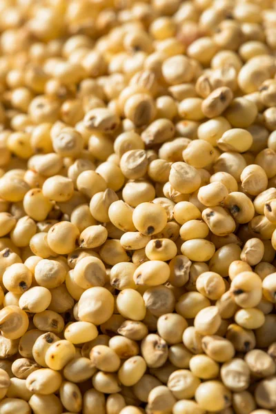 Grano di sorgo biologico crudo — Foto Stock