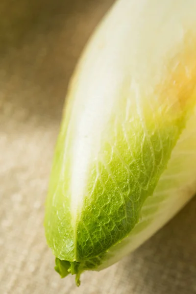 Raw Organic Belgian Endive — Stock Photo, Image