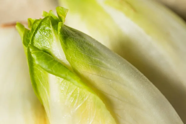 Rohe biologische belgische Endivien — Stockfoto