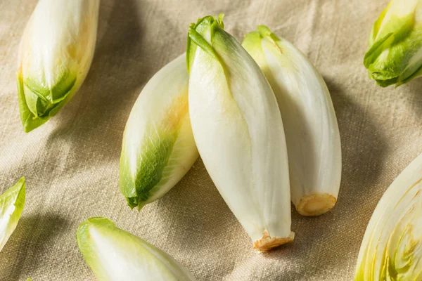 Raw Organic Belgian Endive — Stock Photo, Image