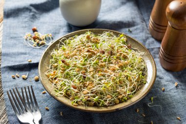 Çiğ Organik Fasulye Filizi Salatası