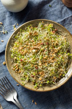 Çiğ Organik Fasulye Filizi Salatası