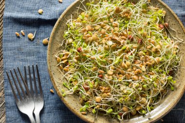 Çiğ Organik Fasulye Filizi Salatası