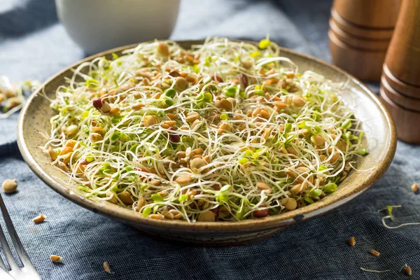 Insalata di germogli di fagioli biologici crudi — Foto Stock