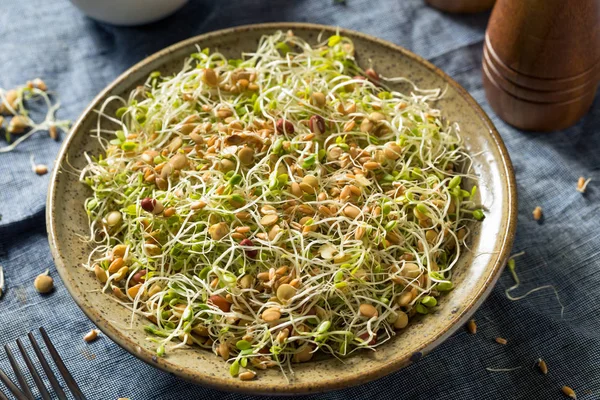 Ensalada de germinado de frijol orgánico crudo — Foto de Stock