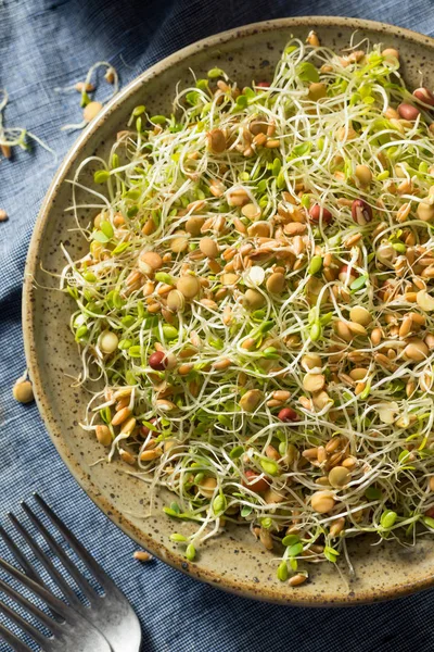 Çiğ Organik Fasulye Filizi Salatası